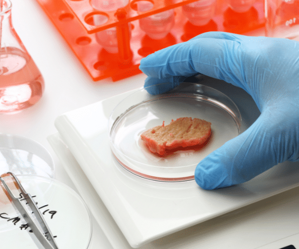 A petri dish of cultured meat in a lab