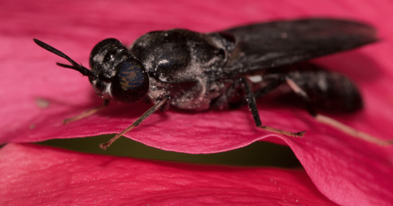 Adult black soldier fly